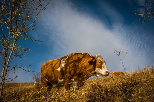 Αγελάδα βοσκής στα βουνά στο φθινόπωρο — Φωτογραφία Αρχείου