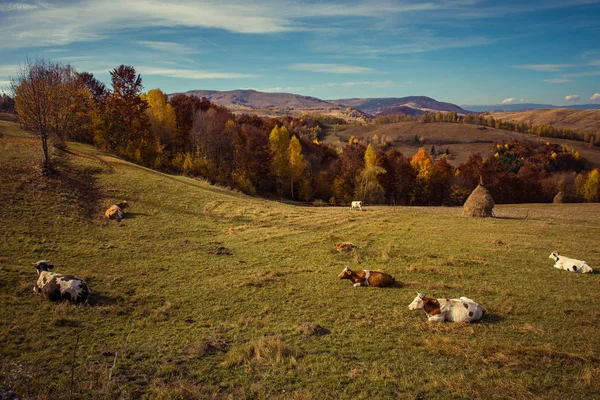 Αγελάδες βοσκής στα βουνά στο φθινόπωρο — Φωτογραφία Αρχείου