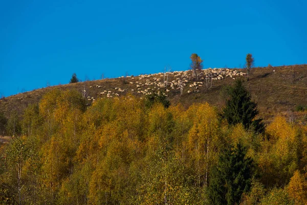 Gregge di ovini al pascolo — Foto Stock