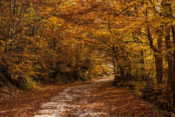 未舗装の道路と農村の秋景色 — ストック写真