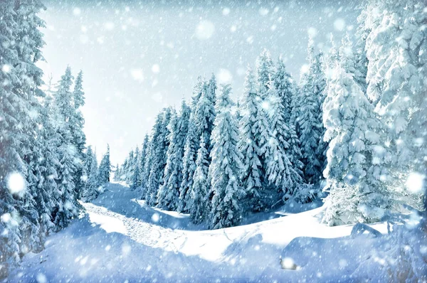 Karácsonyi téli kártya. Fenyők és hópelyhek — Stock Fotó