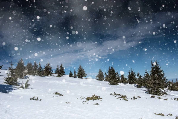 Téli táj fenyők, hópelyhek — Stock Fotó
