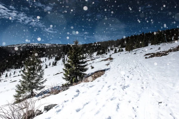 Paesaggio invernale con abeti, fiocchi di neve — Foto Stock