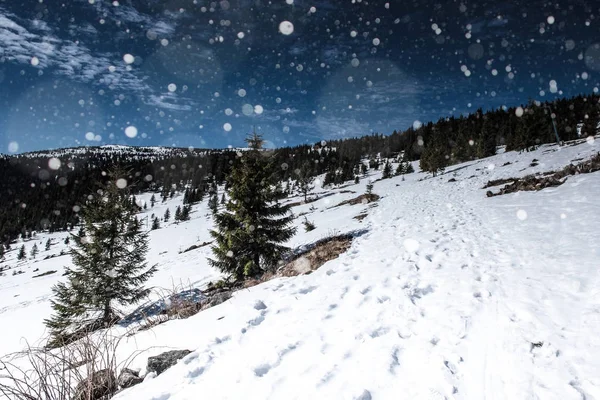 Vinterlandskap med granar, snöflingor — Stockfoto