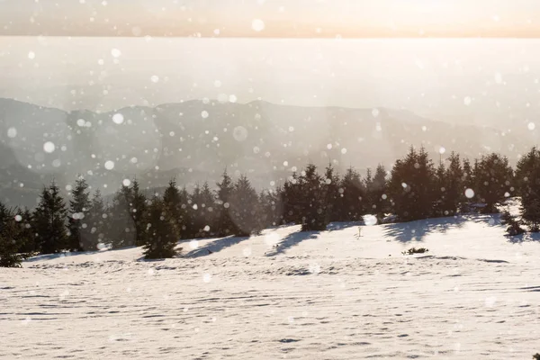 Winterlandschap met sparren, sneeuwvlokken — Stockfoto