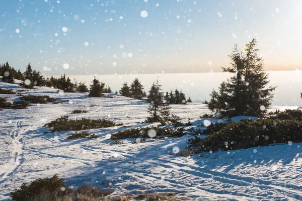 Paysage hivernal avec sapins, flocons de neige — Photo