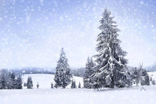 Märchenhafte Winterlandschaft mit Tannen und Schneefall. Weihnachten gr — Stockfoto