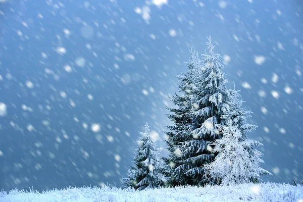 Çam ağaçları ve kar yağışı ile peri kış manzarası. Noel gr — Stok fotoğraf