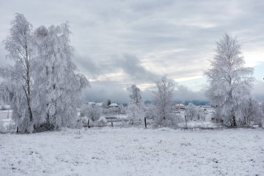 Noel arka plan karlı ağaçları ile