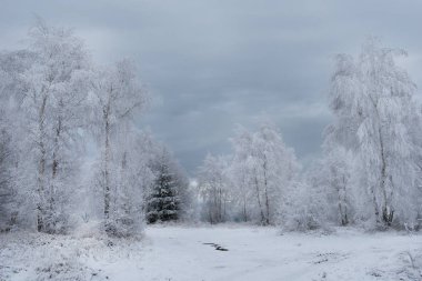 Noel arka plan karlı ağaçları ile