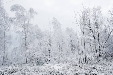 Noel arka plan karlı ağaçları ile