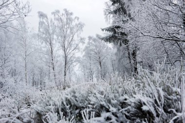 Noel arka plan karlı ağaçları ile