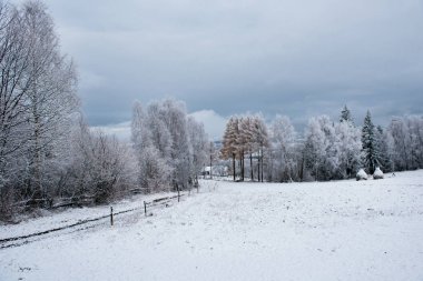 Noel arka plan karlı ağaçları ile
