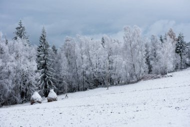 Noel arka plan karlı ağaçları ile