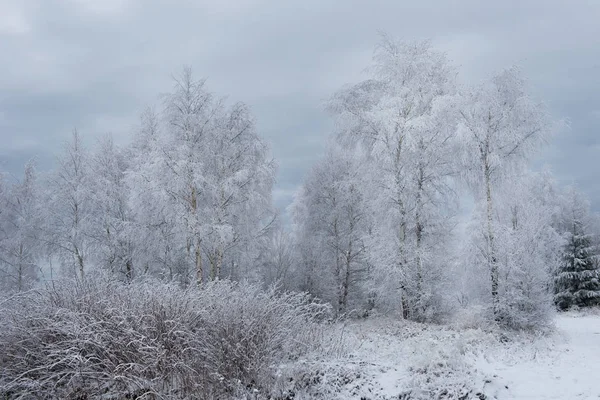 雪に覆われた木がクリスマスの背景 — ストック写真