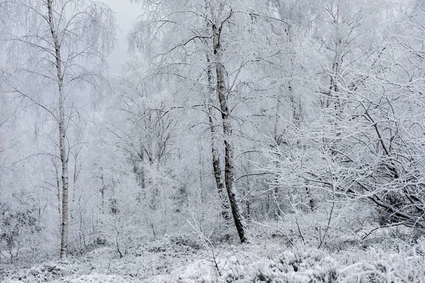 Fundo de Natal com árvores nevadas — Fotografia de Stock