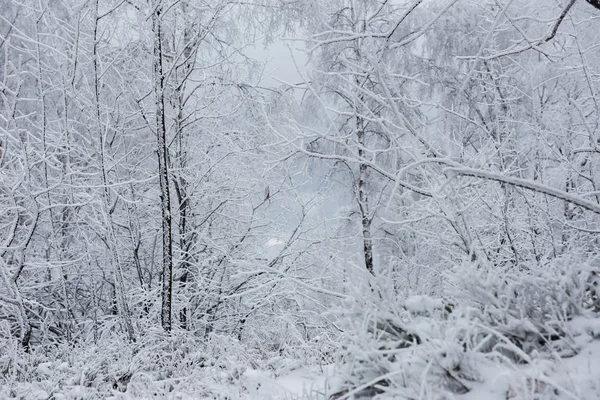 圣诞节背景与雪树 — 图库照片