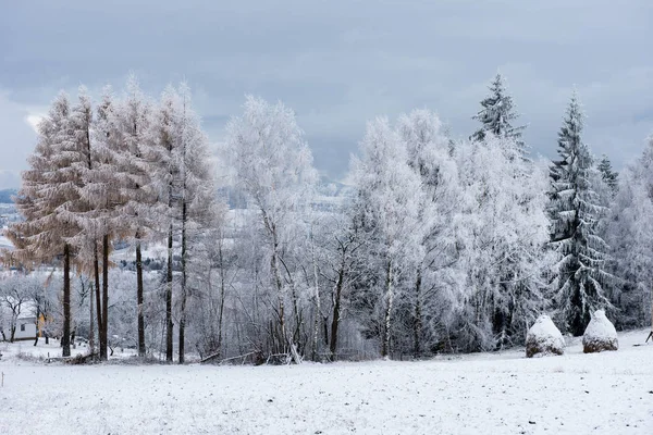 Noel arka plan karlı ağaçları ile — Stok fotoğraf