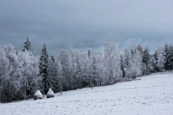 Noel arka plan karlı ağaçları ile