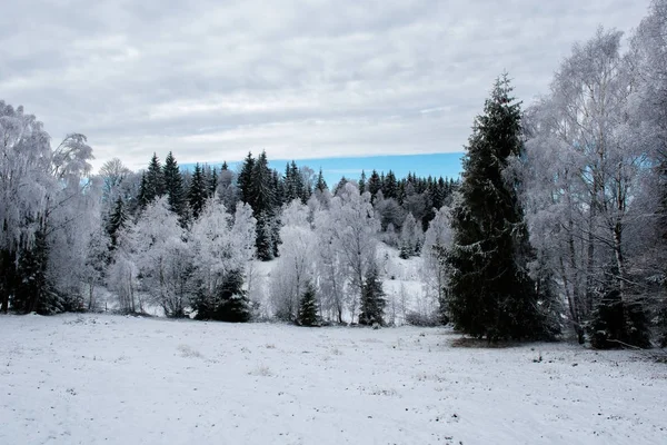 Fondo de Navidad con árboles nevados — Foto de Stock