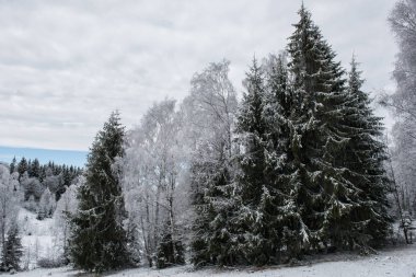 Noel arka plan karlı ağaçları ile