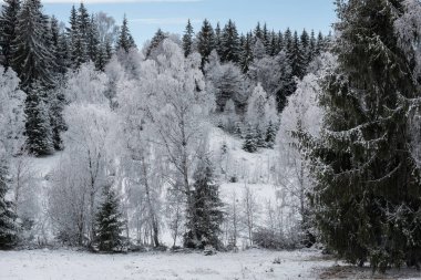 Noel arka plan karlı ağaçları ile