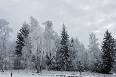 Noel arka plan karlı ağaçları ile