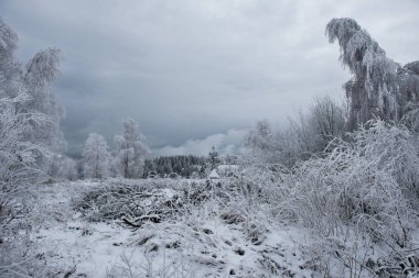 Noel arka plan karlı ağaçları ile