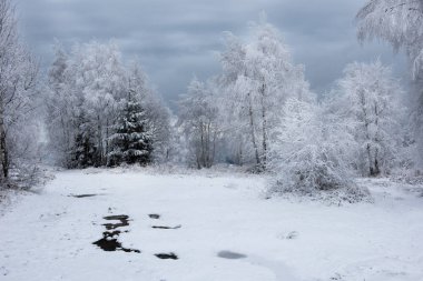 Noel arka plan karlı ağaçları ile