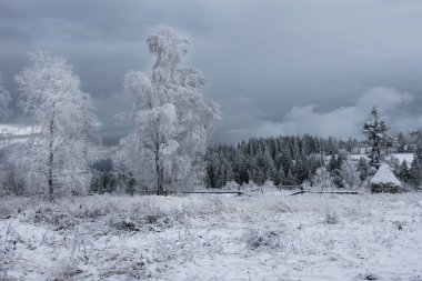 Noel arka plan karlı ağaçları ile