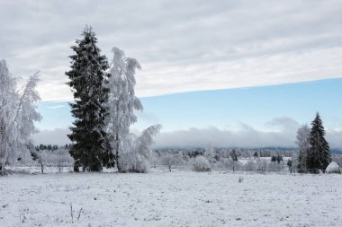 Noel arka plan karlı ağaçları ile