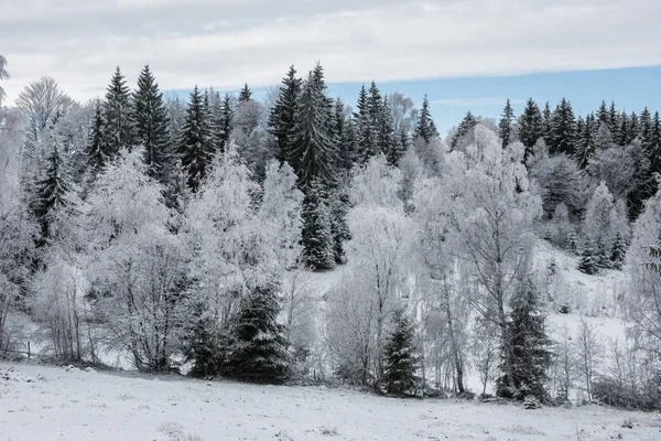Julebakgrunn med snødekte trær – stockfoto