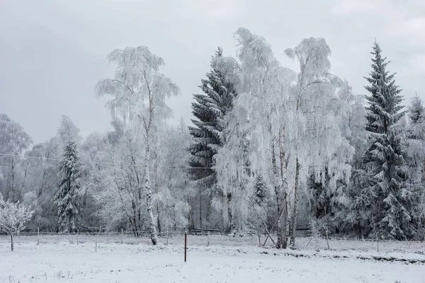 Fundo de Natal com árvores nevadas — Fotografia de Stock