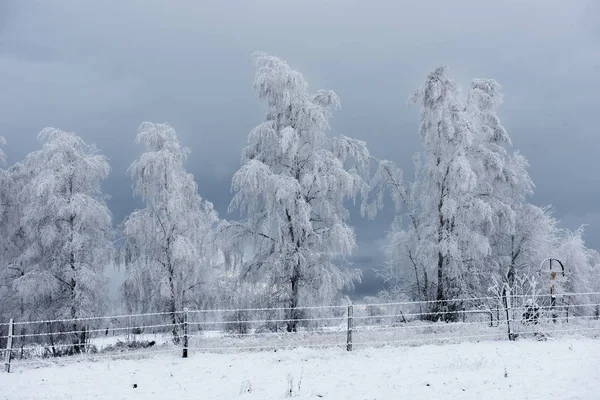 Christmas background with snowy trees — Stock Photo, Image