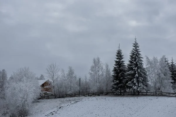 Fundo de Natal com árvores nevadas — Fotografia de Stock
