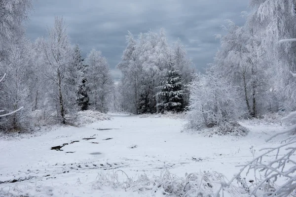 Fundo de Natal com árvores nevadas — Fotografia de Stock