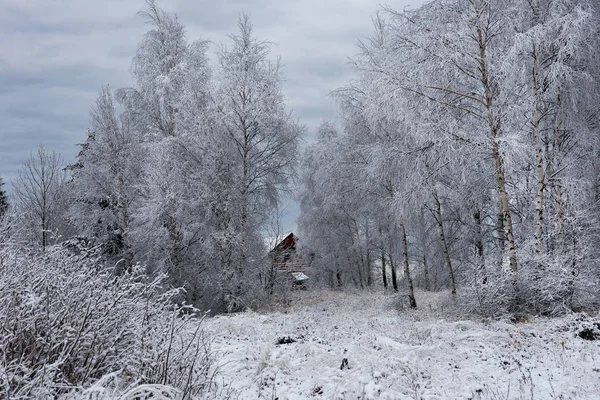 Fundo de Natal com árvores nevadas — Fotografia de Stock