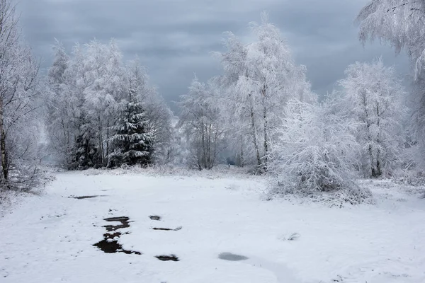 Fundo de Natal com árvores nevadas — Fotografia de Stock