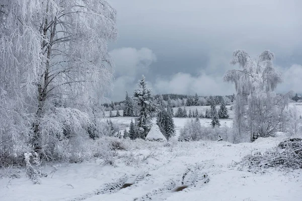 Fundo de Natal com árvores nevadas — Fotografia de Stock