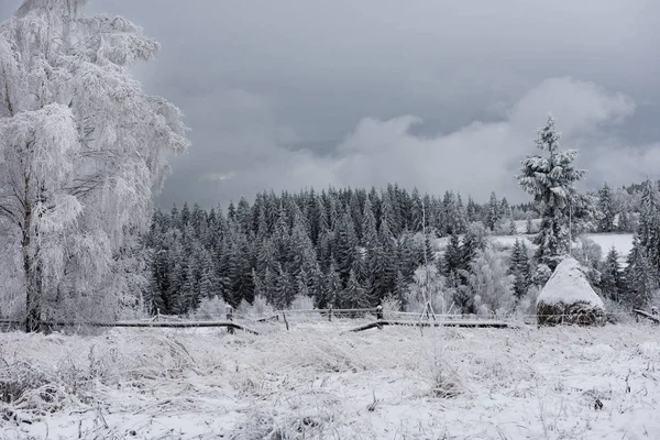 Fundo de Natal com árvores nevadas — Fotografia de Stock