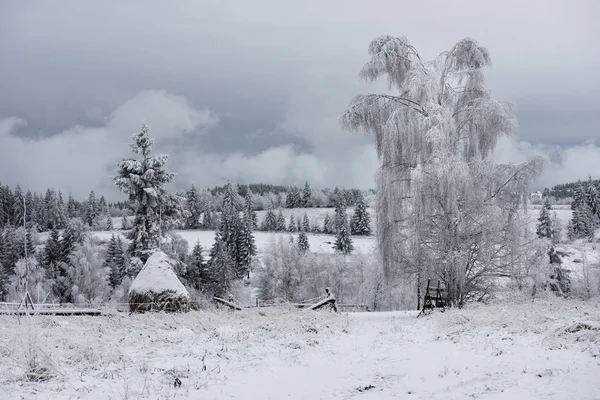 Vánoční pozadí zasněžené stromy — Stock fotografie