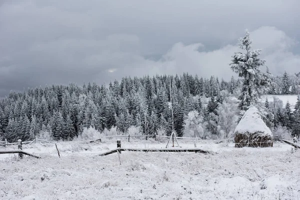 Jul bakgrund med snötäckta träd — Stockfoto