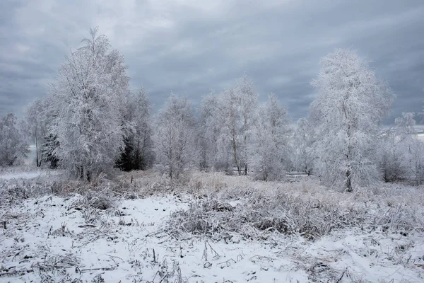 Fondo de Navidad con árboles nevados —  Fotos de Stock