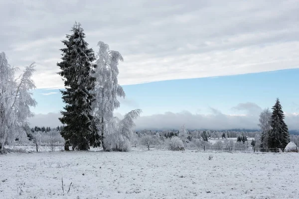 Noel arka plan karlı ağaçları ile