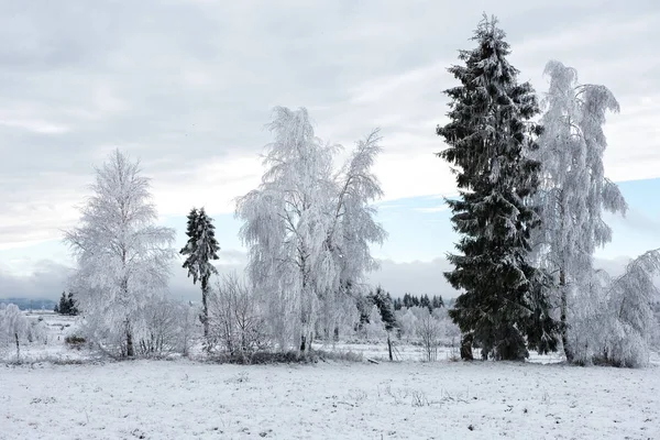 Jul bakgrund med snötäckta träd — Stockfoto