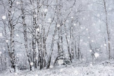 Ağaçlar ve dağlarda kar yağışı ağır kar kaplı