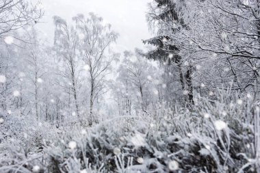 Ağaçlar ve dağlarda kar yağışı ağır kar kaplı