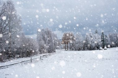 Ağaçlar ve dağlarda kar yağışı ağır kar kaplı