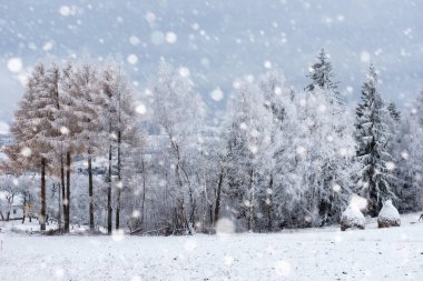 Ağaçlar ve dağlarda kar yağışı ağır kar kaplı