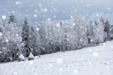 Ağaçlar ve dağlarda kar yağışı ağır kar kaplı